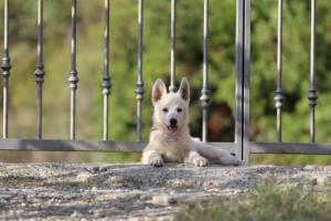 White-Swiss-Shepherd-Puppies-BTWW-GosaNostra-October-08102018-0283