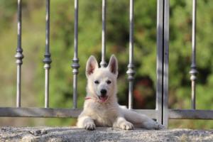 White-Swiss-Shepherd-Puppies-BTWW-GosaNostra-October-08102018-0284