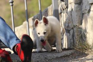 White-Swiss-Shepherd-Puppies-BTWW-GosaNostra-October-08102018-0285