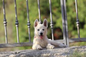 White-Swiss-Shepherd-Puppies-BTWW-GosaNostra-October-08102018-0286