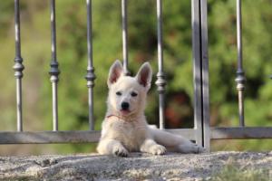 White-Swiss-Shepherd-Puppies-BTWW-GosaNostra-October-08102018-0287