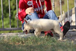 White-Swiss-Shepherd-Puppies-BTWW-GosaNostra-October-08102018-0288