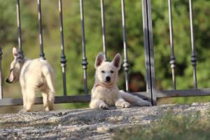 White-Swiss-Shepherd-Puppies-BTWW-GosaNostra-October-08102018-0289