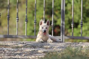 White-Swiss-Shepherd-Puppies-BTWW-GosaNostra-October-08102018-0290