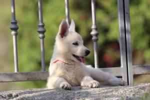 White-Swiss-Shepherd-Puppies-BTWW-GosaNostra-October-08102018-0292