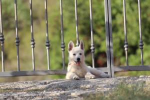 White-Swiss-Shepherd-Puppies-BTWW-GosaNostra-October-08102018-0293
