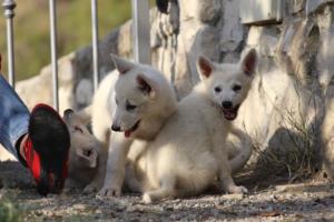 White-Swiss-Shepherd-Puppies-BTWW-GosaNostra-October-08102018-0294