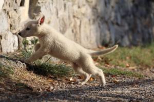 White-Swiss-Shepherd-Puppies-BTWW-GosaNostra-October-08102018-0295