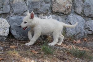 White-Swiss-Shepherd-Puppies-BTWW-GosaNostra-October-08102018-0297