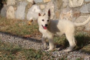 White-Swiss-Shepherd-Puppies-BTWW-GosaNostra-October-08102018-0298