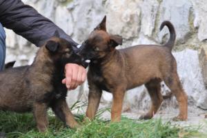 Belgian-Malinois-Puppies-BTWW-H-Litter-180319-0165