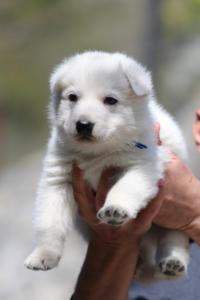 White-Swiss-Shepherd-Puppies-BTWW-I-Litter-250319-0002