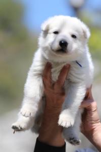 White-Swiss-Shepherd-Puppies-BTWW-I-Litter-250319-0003