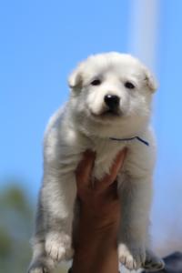 White-Swiss-Shepherd-Puppies-BTWW-I-Litter-250319-0009
