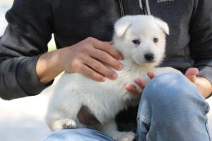 White-Swiss-Shepherd-Puppies-BTWW-I-Litter-250319-0034