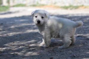 White-Swiss-Shepherd-Puppies-BTWW-I-Litter-250319-0039