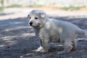 White-Swiss-Shepherd-Puppies-BTWW-I-Litter-250319-0043
