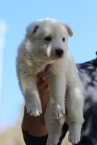 White-Swiss-Shepherd-Puppies-BTWW-I-Litter-250319-0061