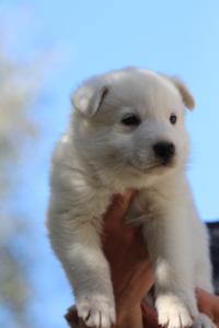 White-Swiss-Shepherd-Puppies-BTWW-I-Litter-250319-0064