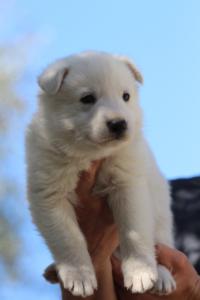 White-Swiss-Shepherd-Puppies-BTWW-I-Litter-250319-0069