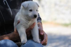 White-Swiss-Shepherd-Puppies-BTWW-I-Litter-250319-0084