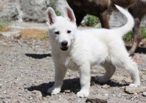 White-Swiss-Shepherd-Puppies-BTWW-I-Litter-140419-0042