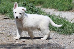 White-Swiss-Shepherd-Puppies-BTWW-I-Litter-140419-0045