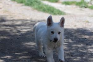 White-Swiss-Shepherd-Puppies-BTWW-I-Litter-140419-0047
