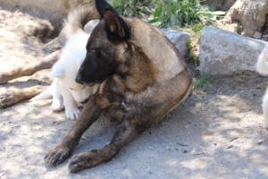 White-Swiss-Shepherd-Puppies-BTWW-I-Litter-140419-0085