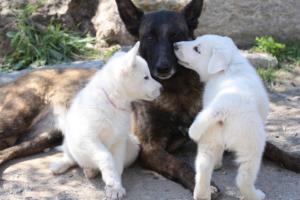 White-Swiss-Shepherd-Puppies-BTWW-I-Litter-140419-0112
