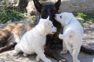 White-Swiss-Shepherd-Puppies-BTWW-I-Litter-140419-0113