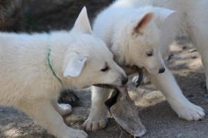 White-Swiss-Shepherd-Puppies-BTWW-I-Litter-140419-0117