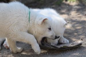 White-Swiss-Shepherd-Puppies-BTWW-I-Litter-140419-0118