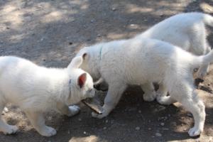 White-Swiss-Shepherd-Puppies-BTWW-I-Litter-140419-0119