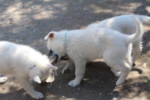 White-Swiss-Shepherd-Puppies-BTWW-I-Litter-140419-0120