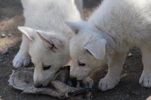 White-Swiss-Shepherd-Puppies-BTWW-I-Litter-140419-0121