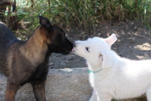 White-Swiss-Shepherd-Puppies-BTWW-I-Litter-140419-0144