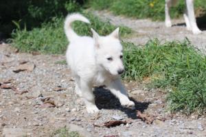 White-Swiss-Shepherd-Puppies-BTWW-I-Litter-140419-0180