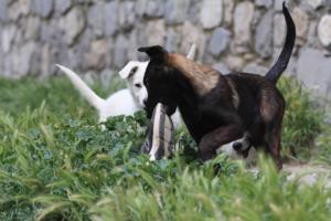 Puppies-Malinois-White-Shepherd-20190093