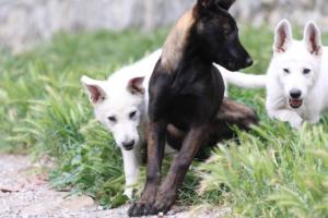 Puppies-Malinois-White-Shepherd-20190096