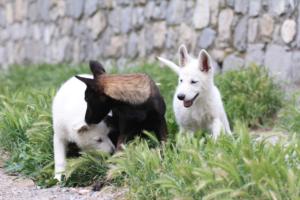 Puppies-Malinois-White-Shepherd-20190097
