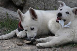 Puppies-Malinois-White-Shepherd-20190158