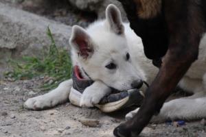Puppies-Malinois-White-Shepherd-20190160