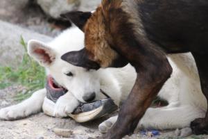 Puppies-Malinois-White-Shepherd-20190162