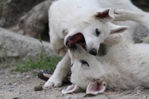 Puppies-Malinois-White-Shepherd-20190182