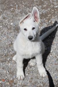 White-Swiss-Shepherd-Puppies-BTWWI-May-2019-0017
