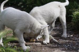White-Swiss-Shepherd-Puppies-BTWWI-May-2019-0026