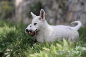 White-Swiss-Shepherd-Puppies-BTWWI-May-2019-0031