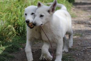 White-Swiss-Shepherd-Puppies-BTWWI-May-2019-0034