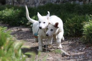 White-Swiss-Shepherd-Puppies-BTWWI-May-2019-0041